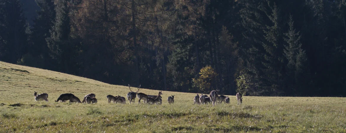 Bannerbild