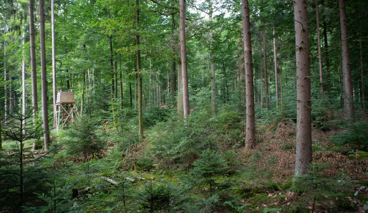 Bannerbild
