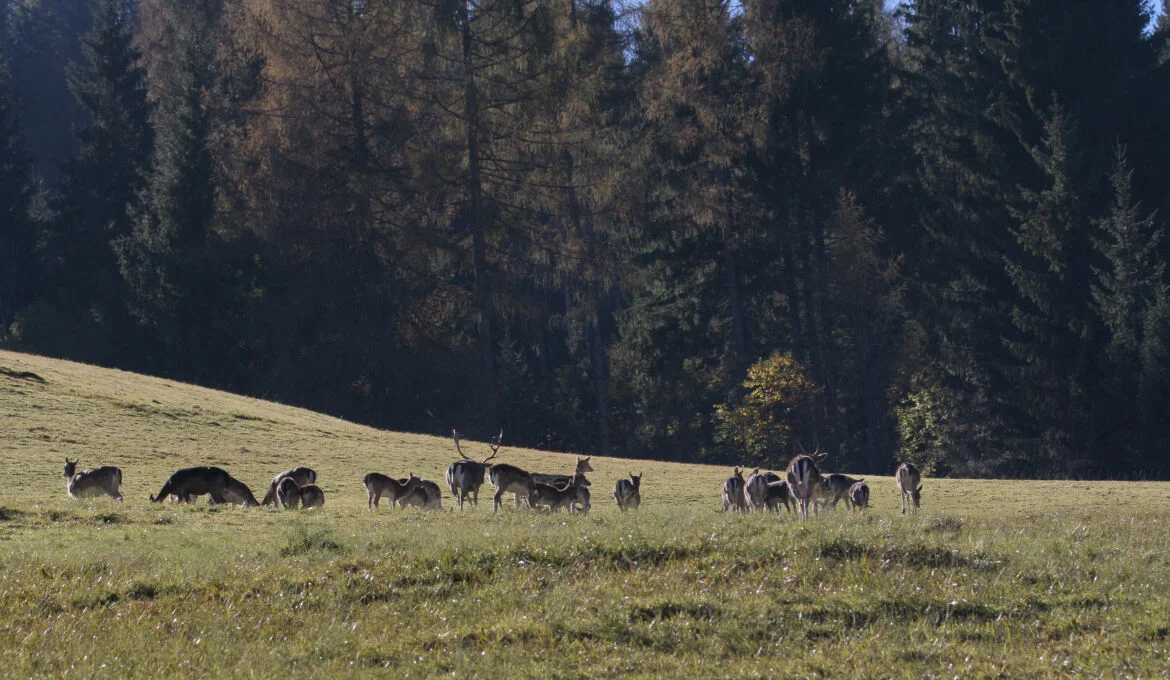 Bannerbild
