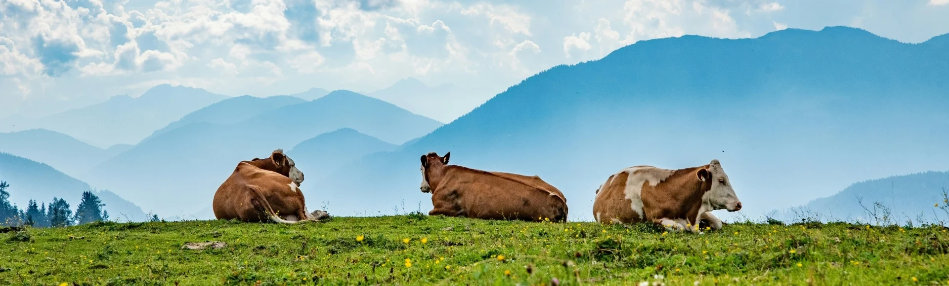 Bannerbild