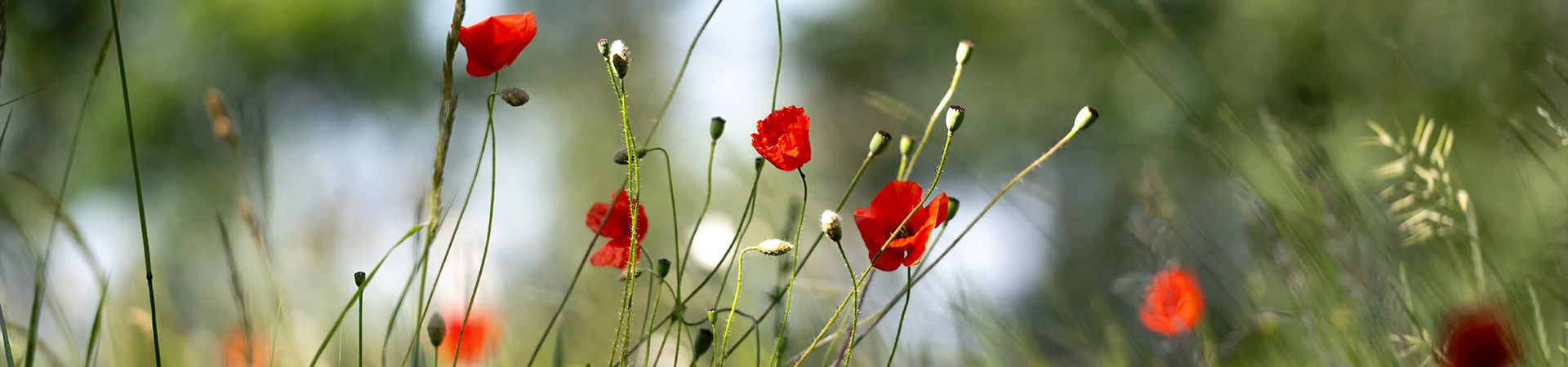 Bannerbild