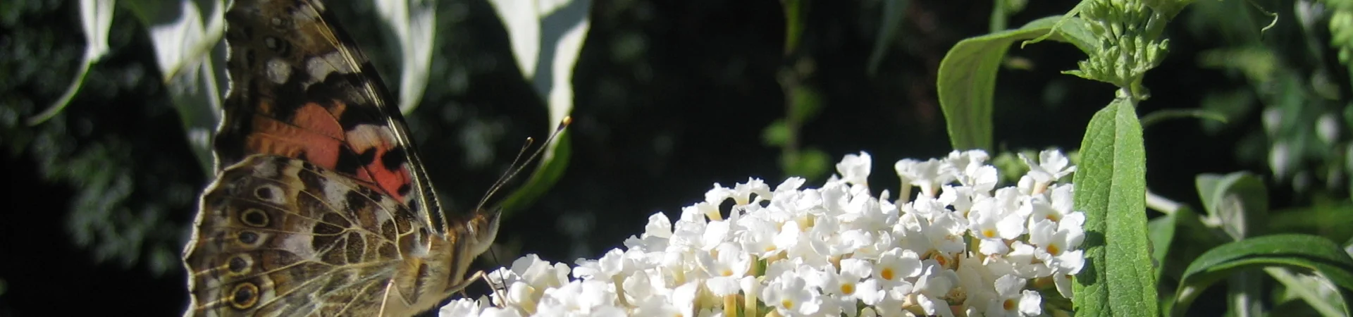 Bannerbild