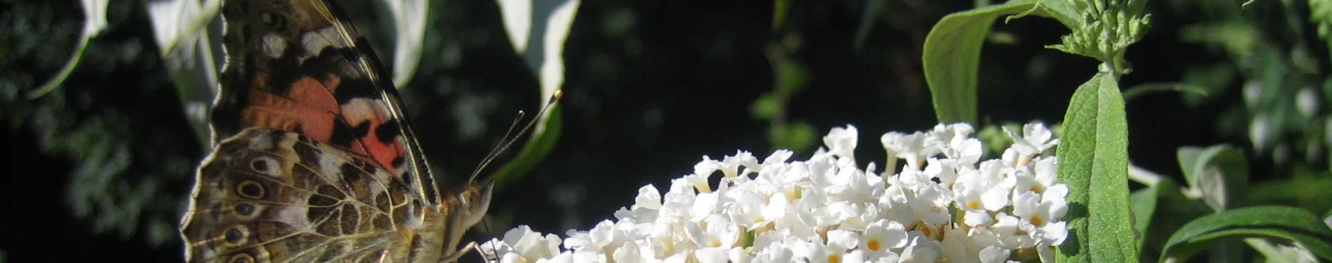 Bannerbild