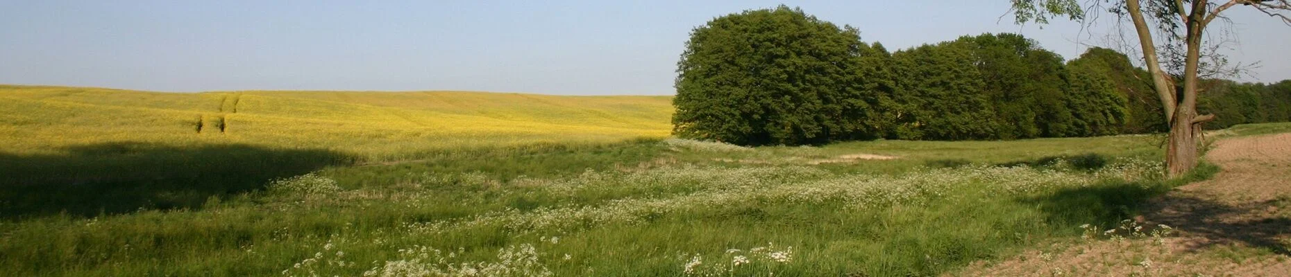 Bannerbild
