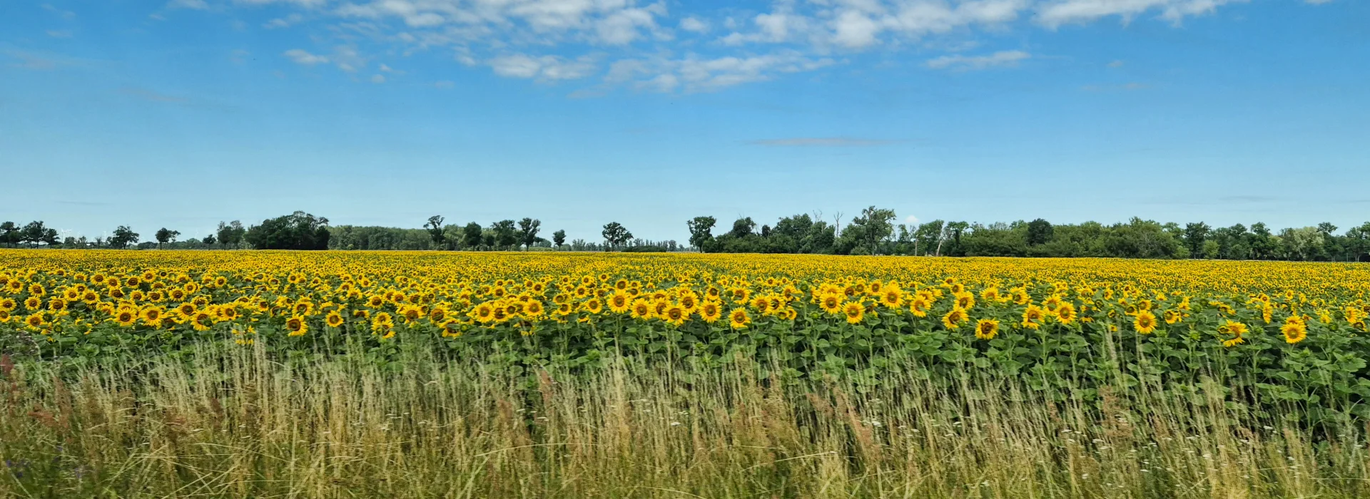 Blick auf ein Sonnenblumenfeld an der Straße. Foto: Privat