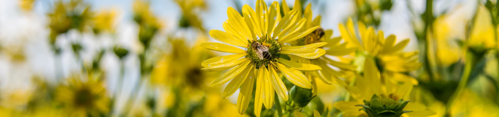 Bannerbild