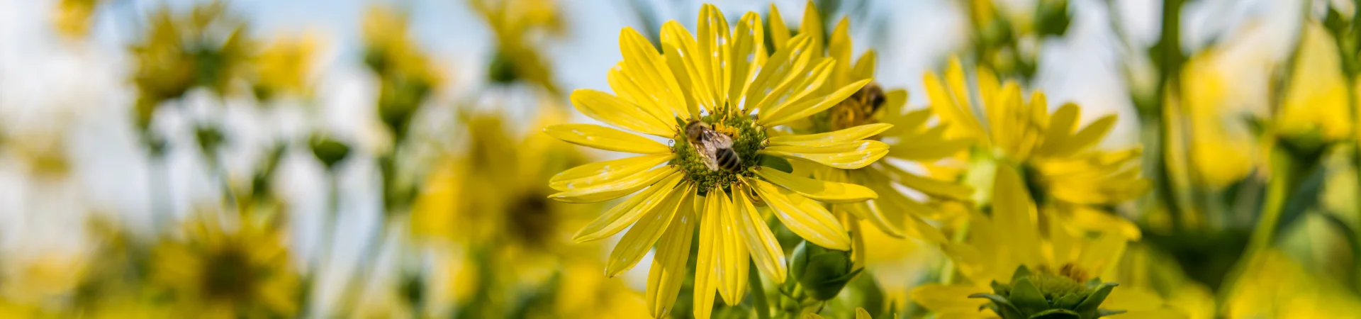 Bannerbild