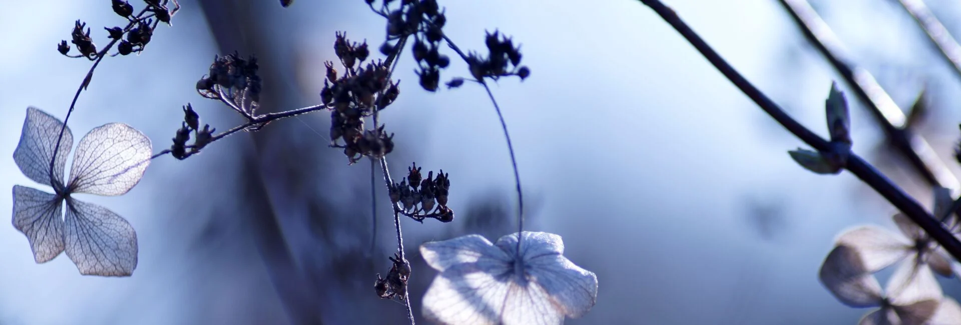 Bannerbild
