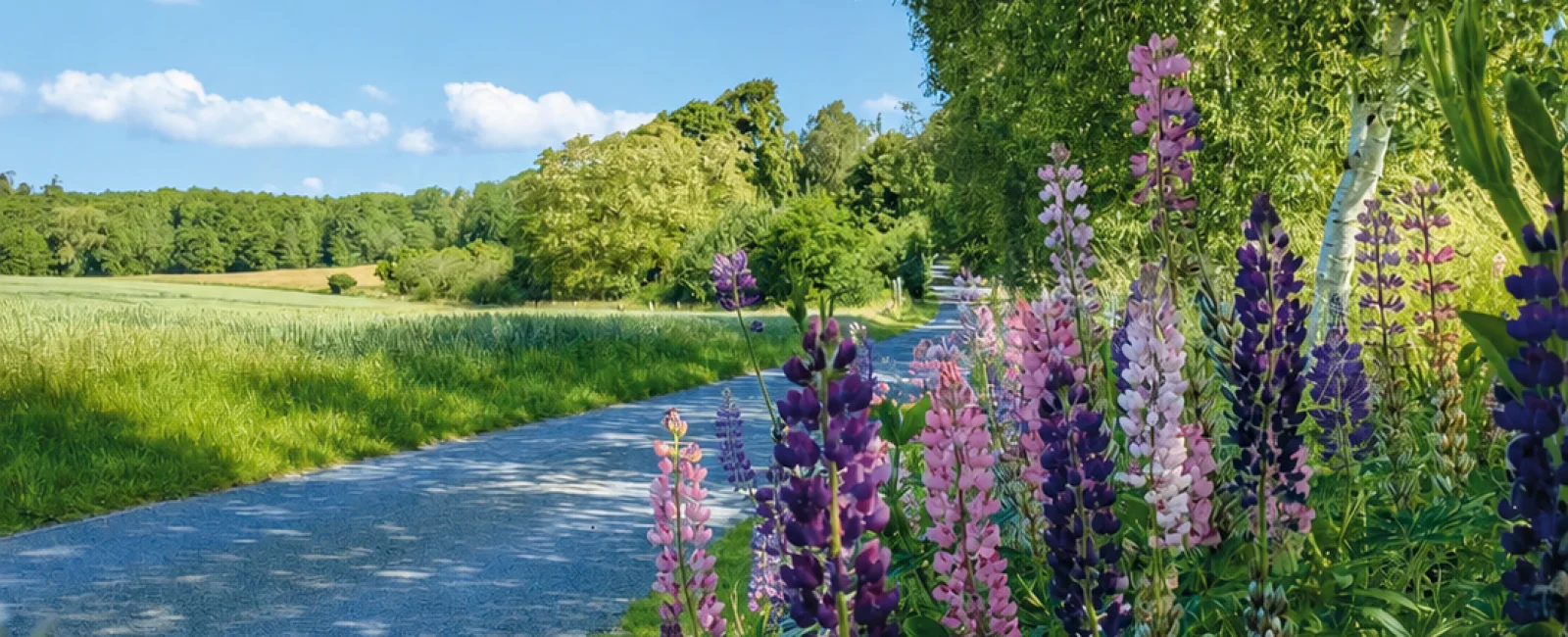 Ein von üppig blühenden Lupinen gesäumter Weg führt durch eine sommerliche Landschaft mit Feldern, Wiesen und dichtem Grün. Rosa, violette und weiße Blüten setzen kräftige Farbakzente unter den hohen Bäumen. Blauer Himmel und einzelne weiße Wolken verleih