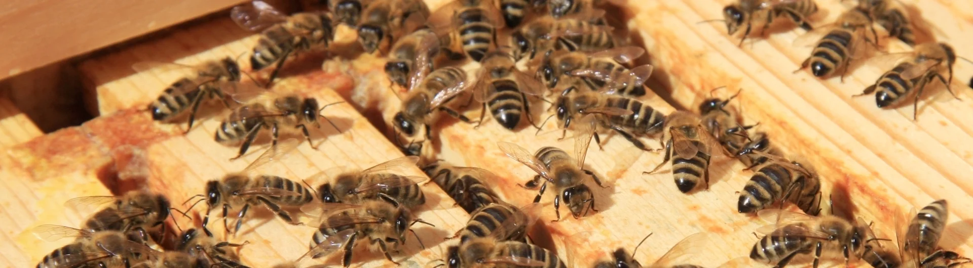 Bienen auf Rähmchen by Maja Dumat - CC BY-SA 4.0