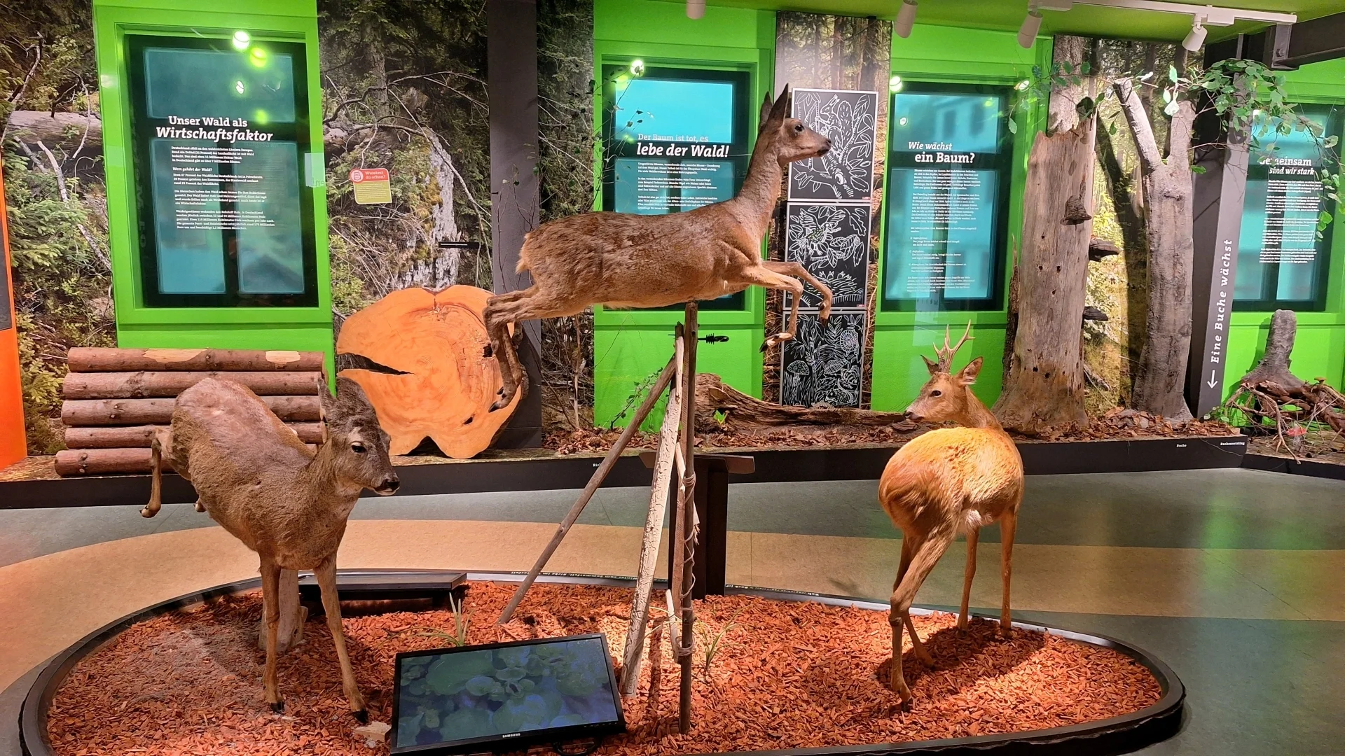 Rehpräparate in einer Ausstellung