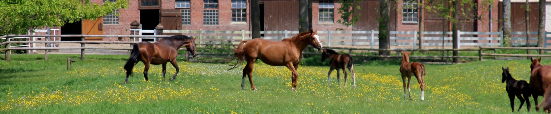 Bannerbild