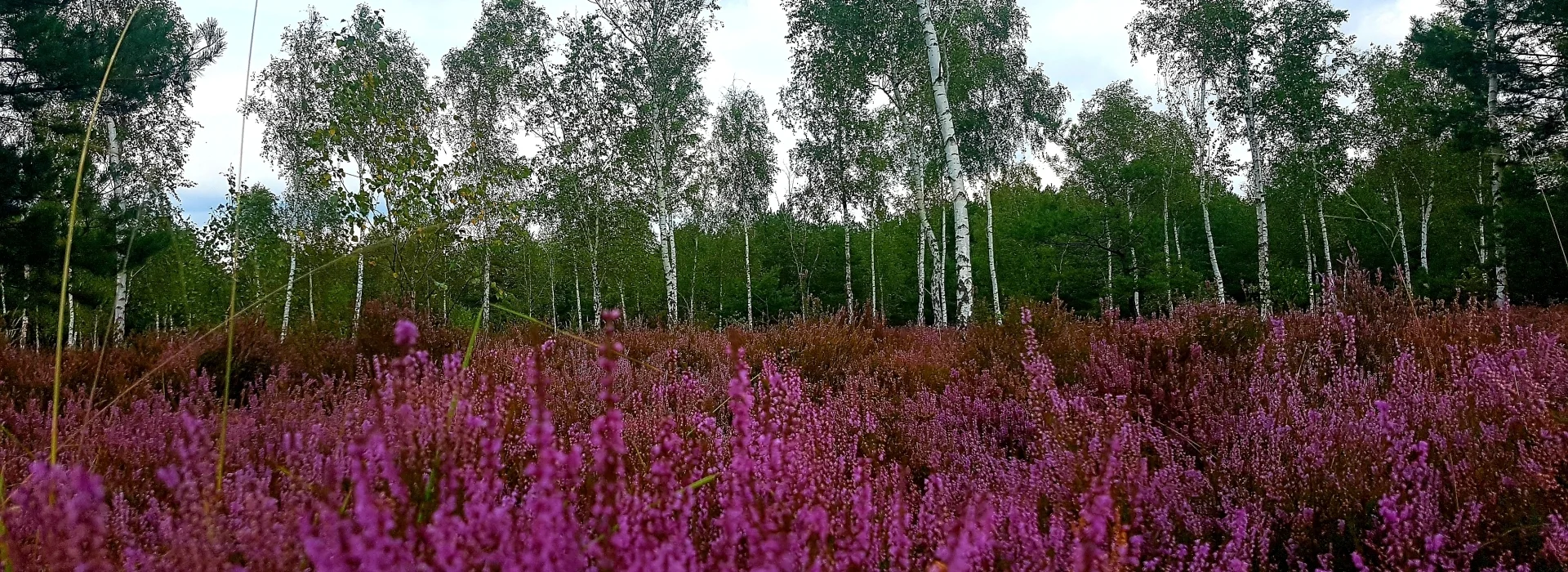 lila blühende Heide im Vordergrund