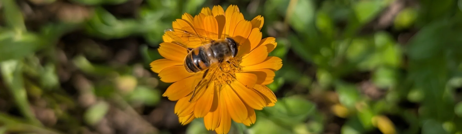Eine Biene sitzt mitten auf einer gelben Ringelblume