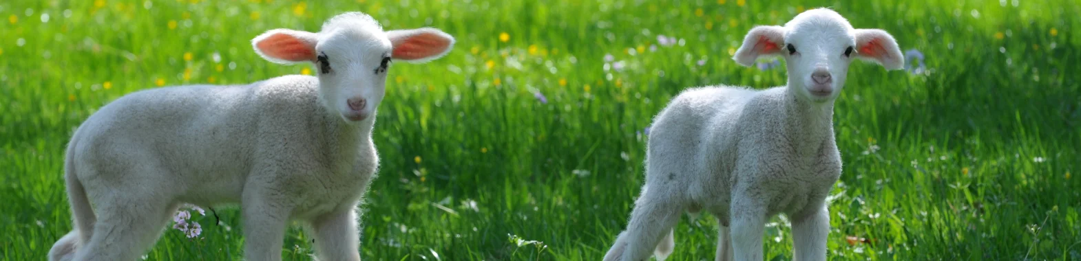 Bannerbild
