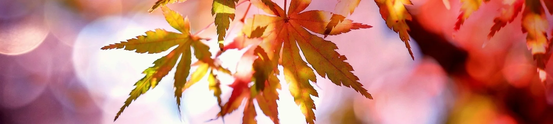 Bannerbild | zur Startseite