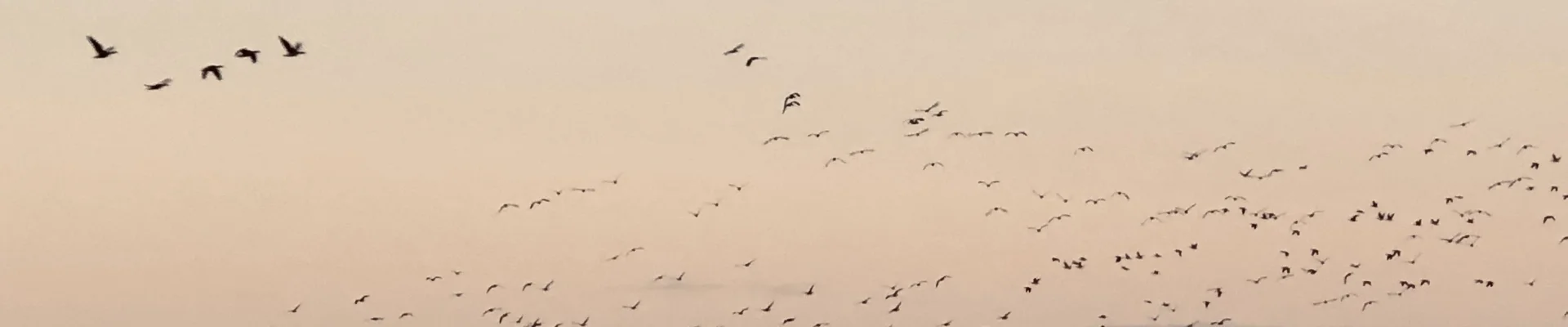 Bannerbild
