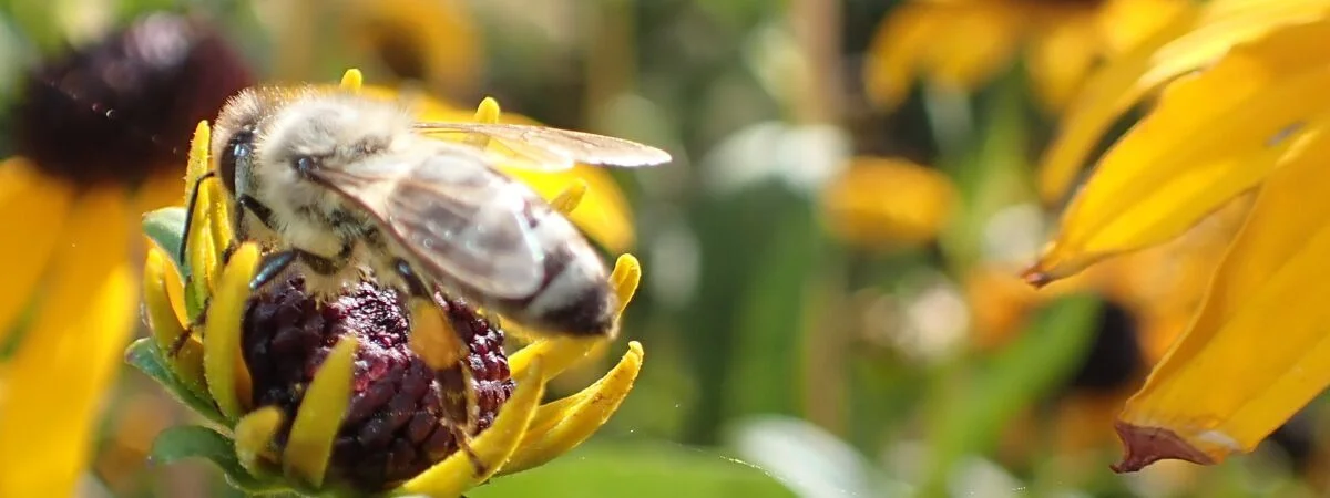 Eine Biene beugt sich über einen Tropfen Honigsaft und nimmt ihn mit ihrem feinen Rüssel auf. Die Nahaufnahme zeigt eindrucksvoll die filigrane Struktur des Insekts.