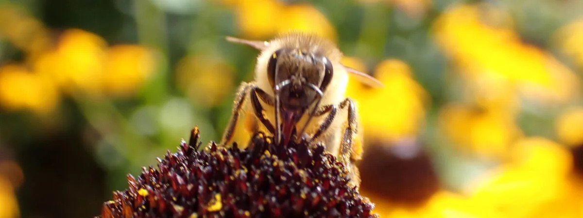 In dieser Nahaufnahme genießt die Biene einen Tropfen Honigsaft. Die feinen Härchen, die zarten Flügel und der glänzende Saft machen den Moment zu einem stillen Einblick in die Schönheit der Natur.