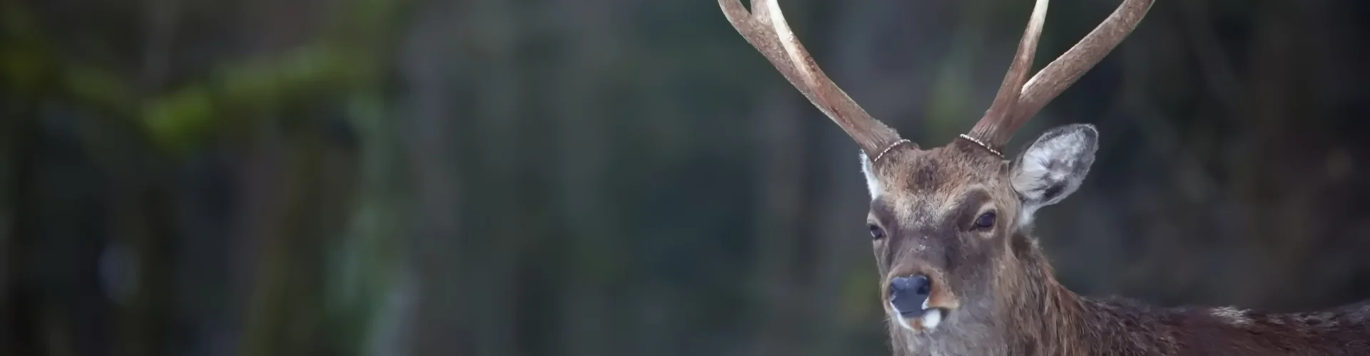 Bannerbild
