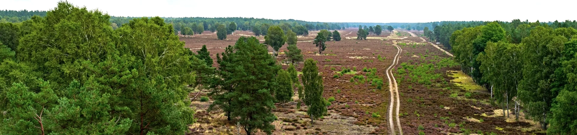 Kyritz-Ruppiner Heide I Foto: C. Seefeld | zur Startseite