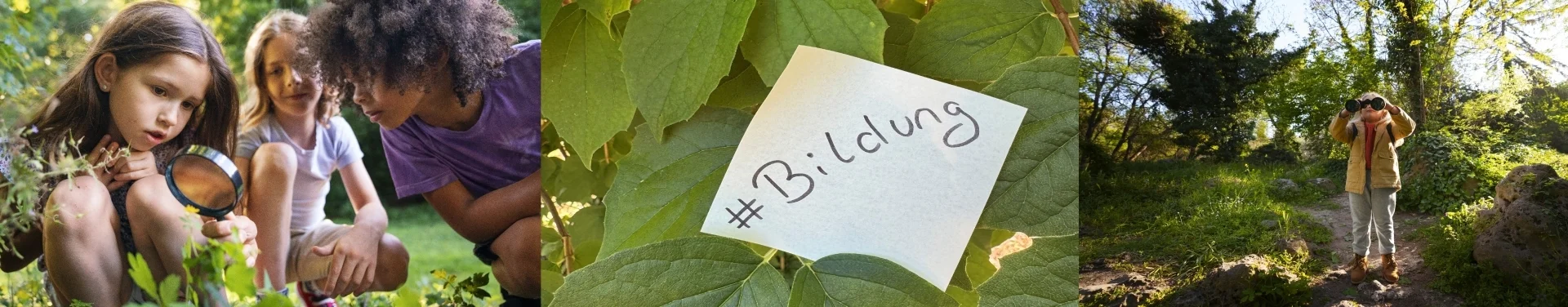 Bannerbild