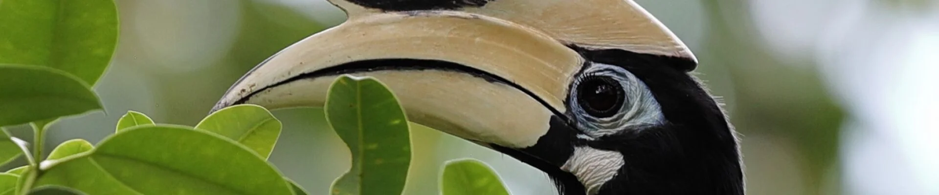 Bannerbild