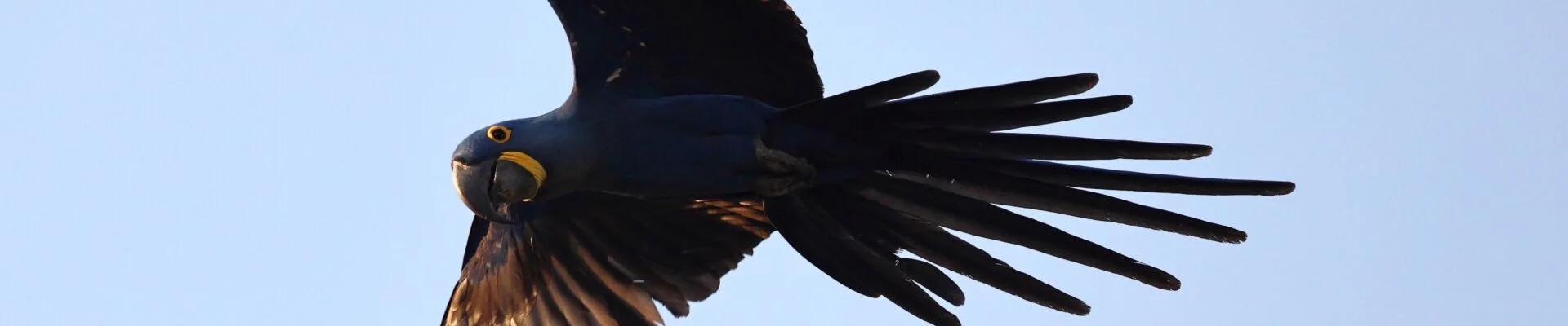 Bannerbild