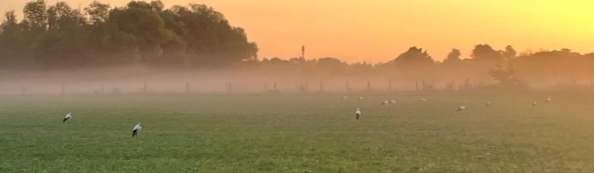 Störche auf einem Feld