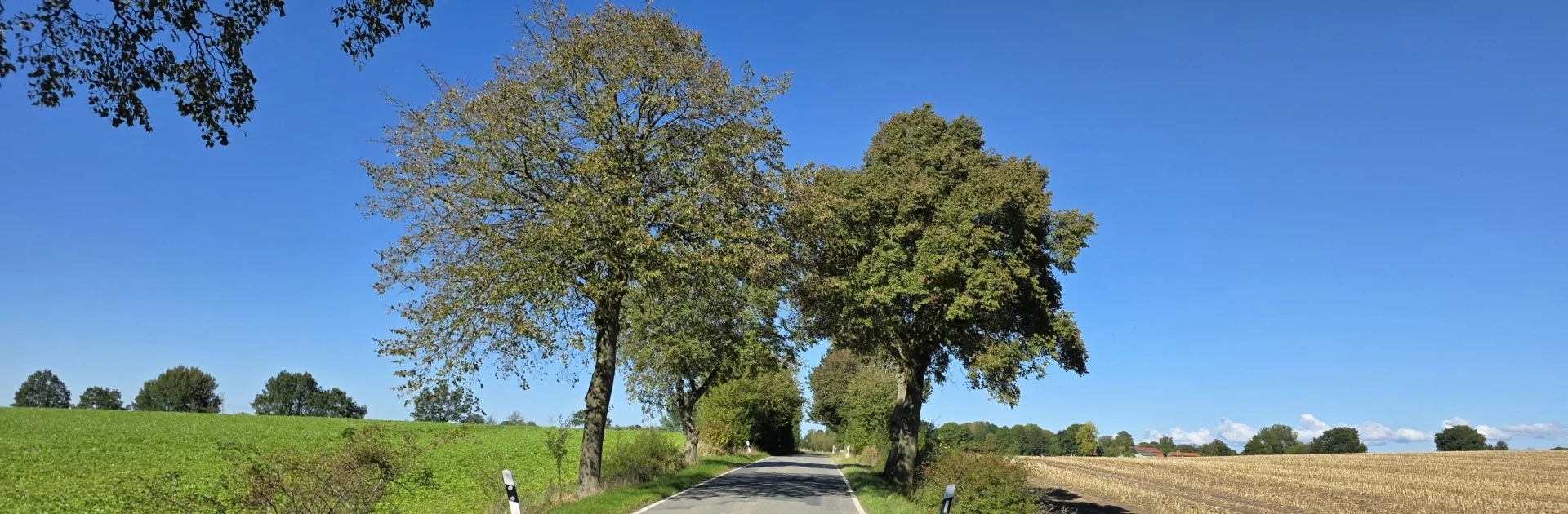 Allee vor Pöhls