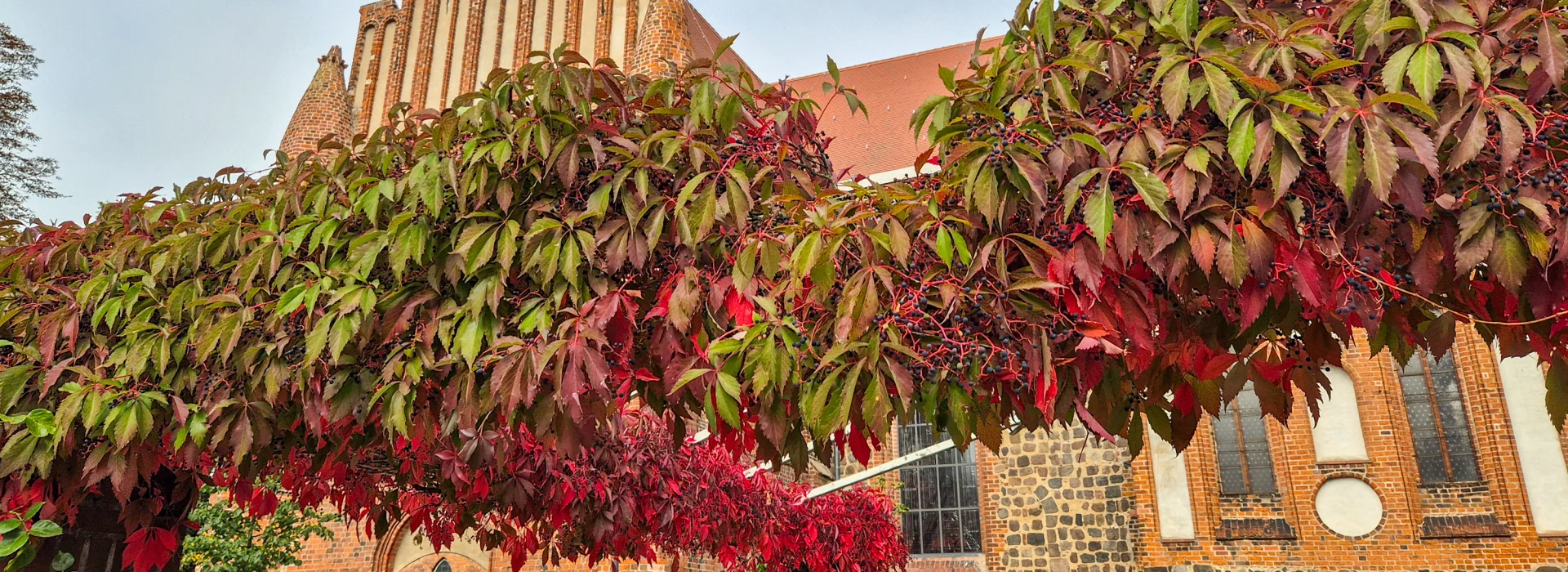 Herbstlaub vor der Kirche St. Nikolai. Foto: Stadt Pritzwalk
