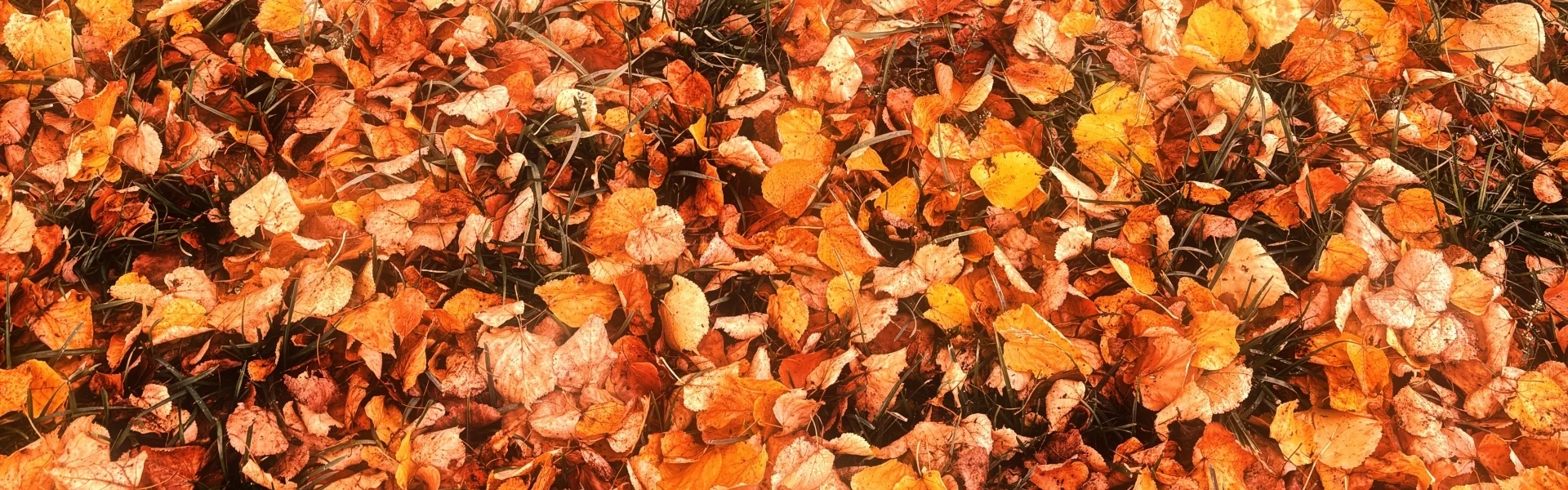 Herbstblätter auf dem Boden