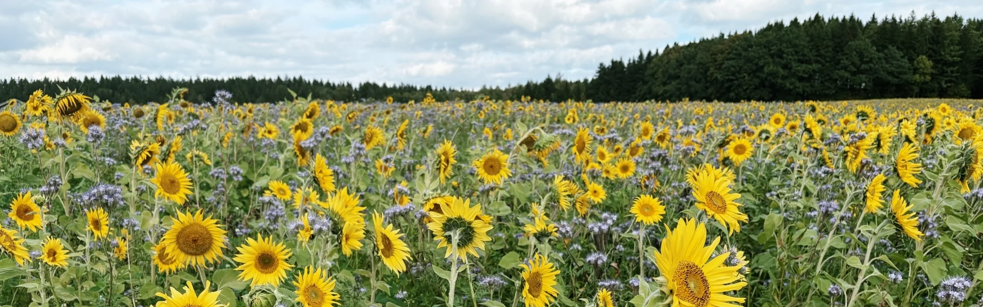 Sonnenblumenfeld