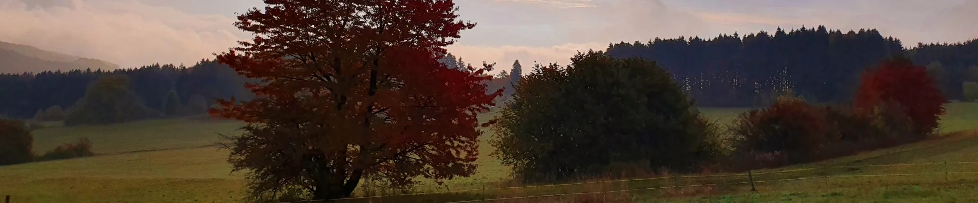 Bannerbild