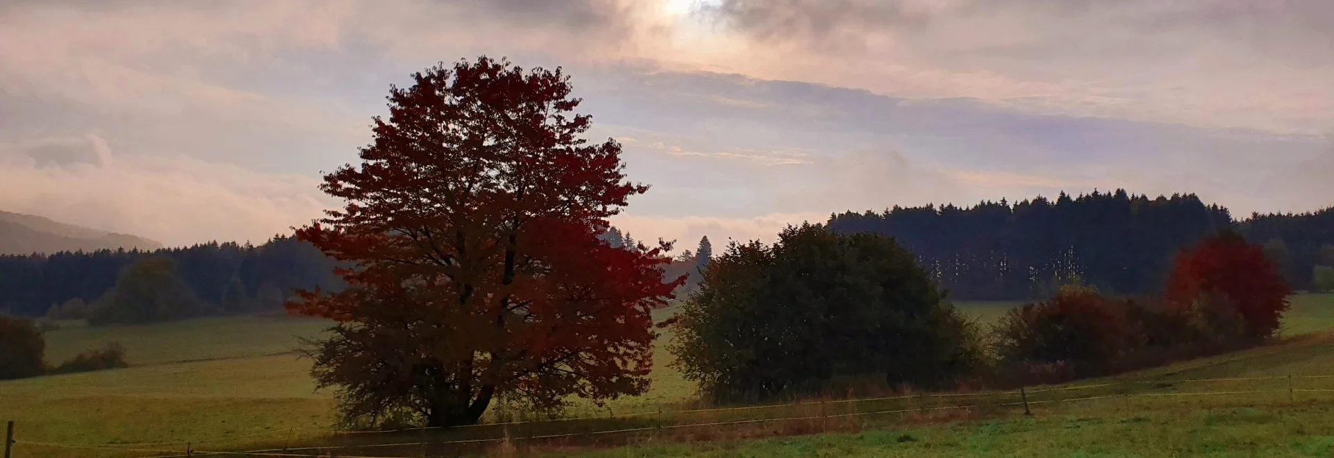Bannerbild