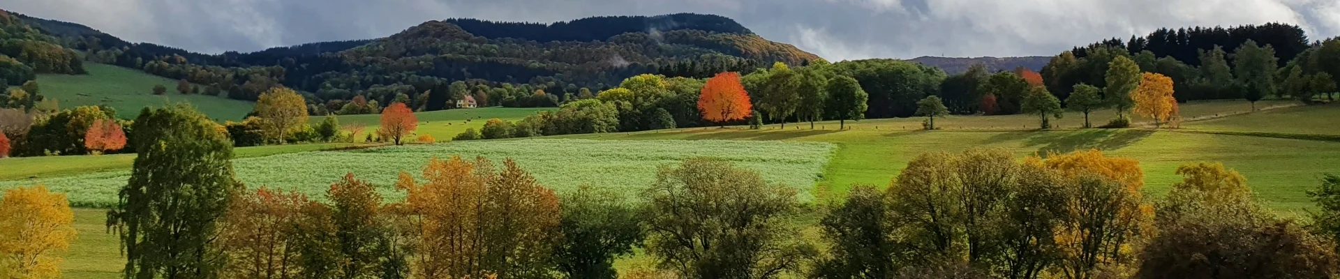 Bannerbild