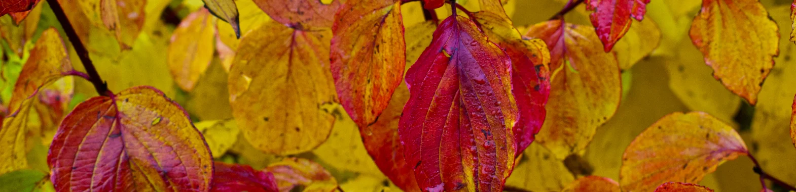 Bannerbild