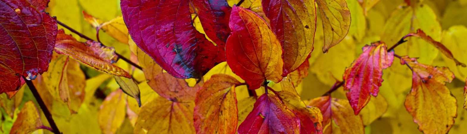 Bannerbild
