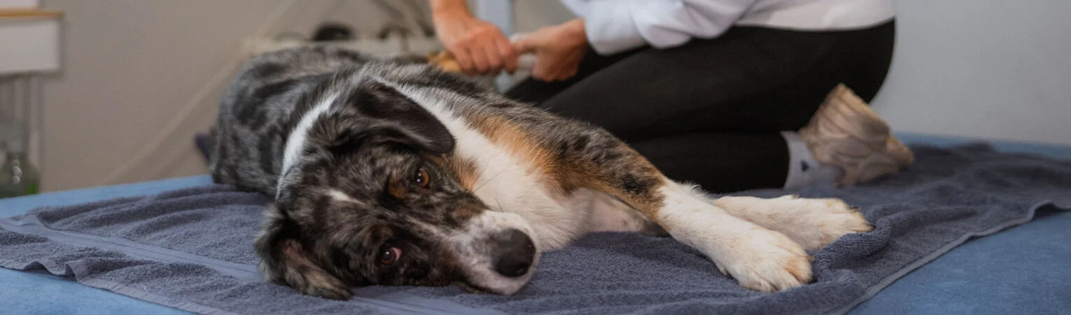 manuelle Therapie beim Hund