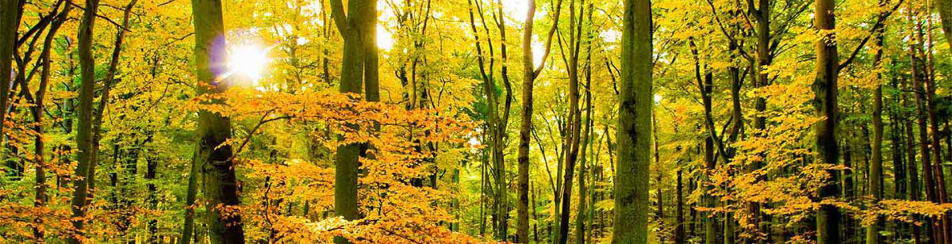 Bannerbild | zur Startseite