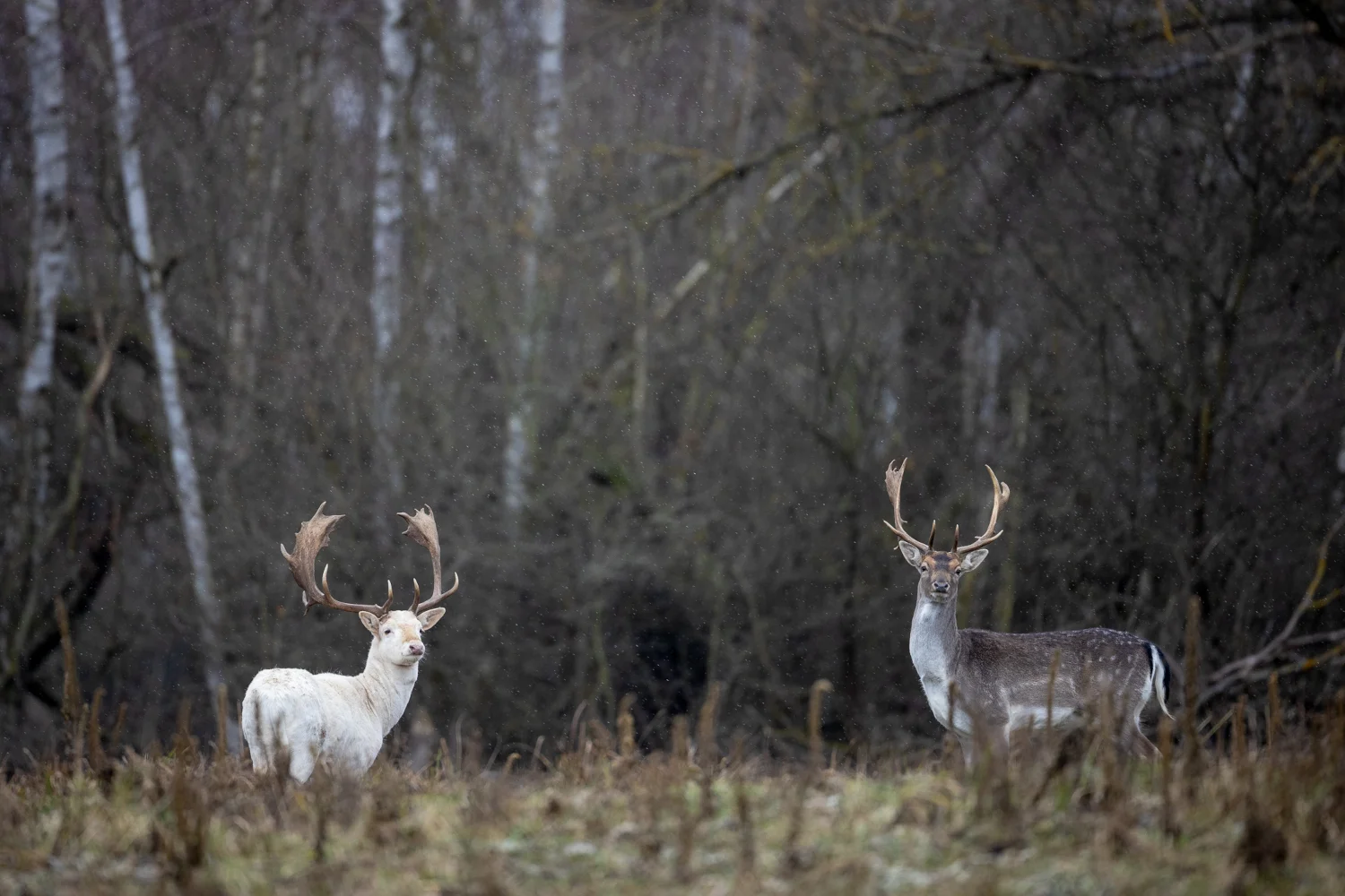 Weißer Damhirsch in Sielmanns Naturlandschaft Döberitzer Heide, Januar 2022 (Foto: Ingolf König)