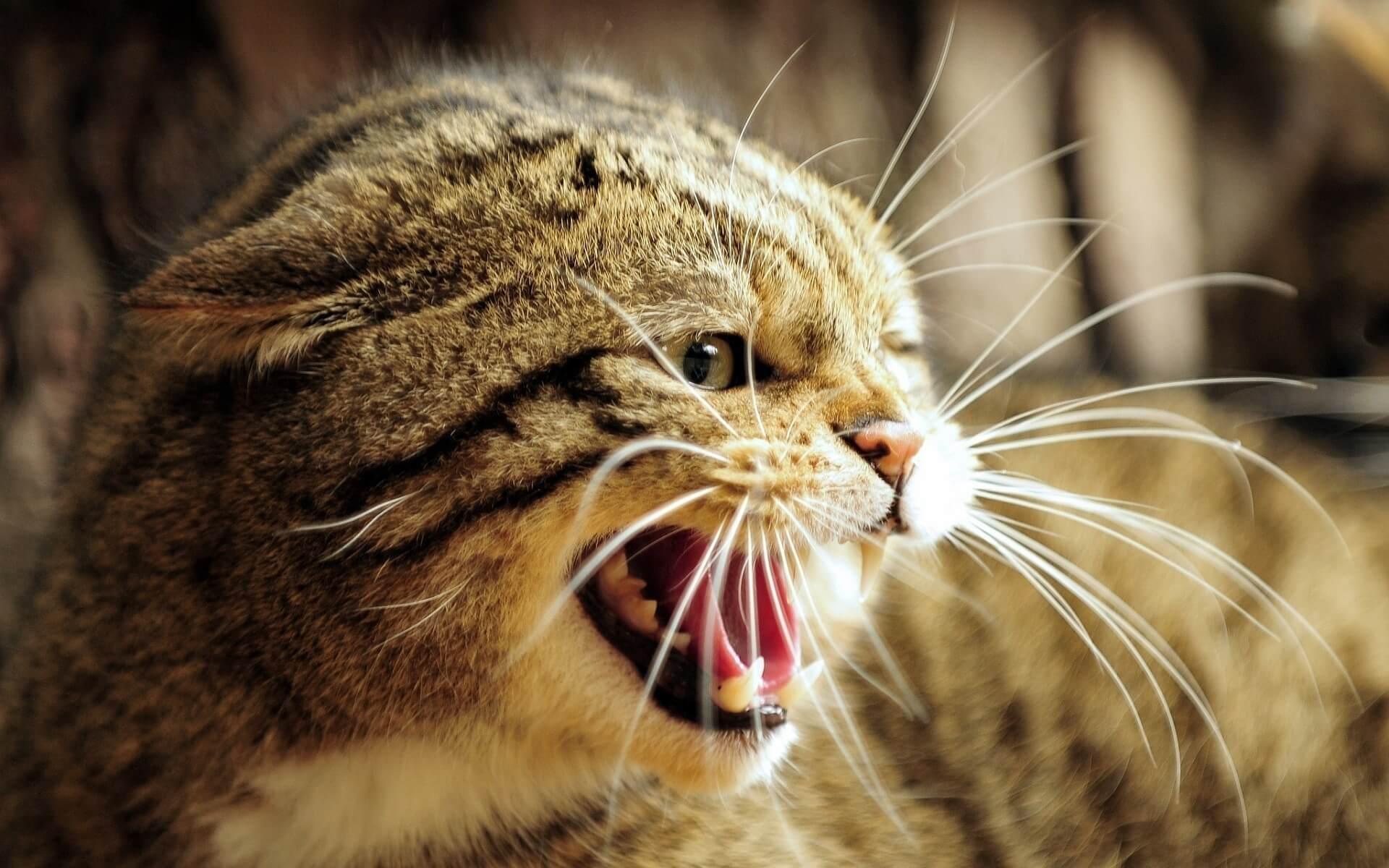 Die fauchende Katze Was bedeutet es und wie sollte man sich verhalten?
