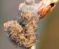 Knospenfraß durch die Eiräupchen