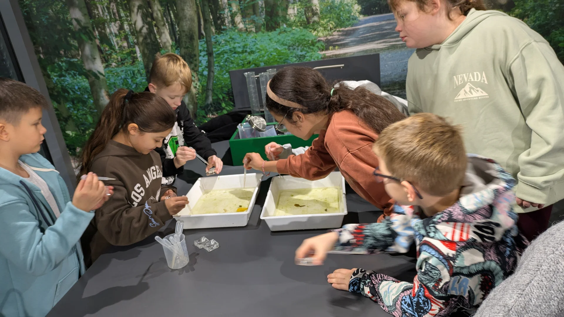 WasserWerkstatt Pipetten und Daphnien