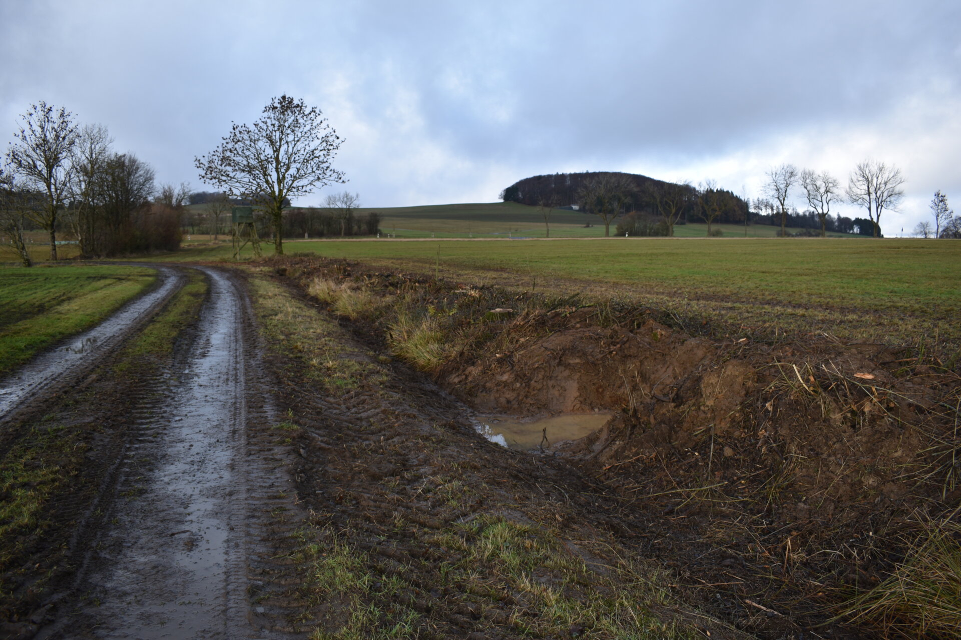 Wurzelkolke als Grabentaschen - feuchter Rohboden dient vielen Wiesenvögeln als Platz zur Nahrungssuche