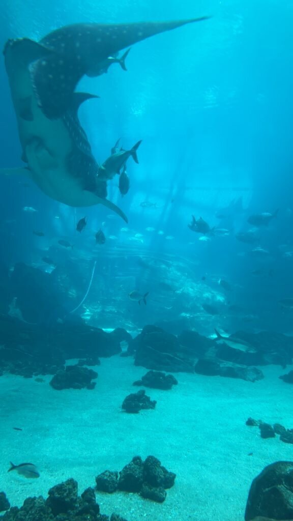 Aqarium