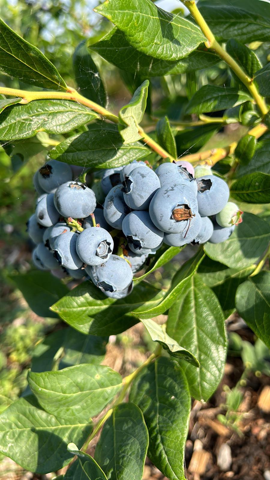 Heidelbeeren - Spargelhof Kremmen