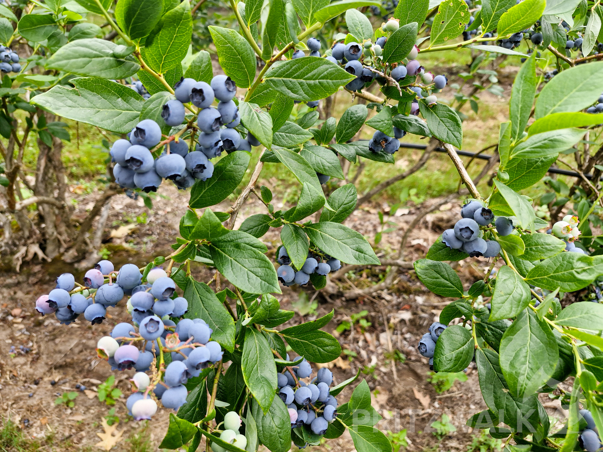 Prall und süß hängen die Beeren an den Sträuchern. Foto: Stadt Pritzwalk