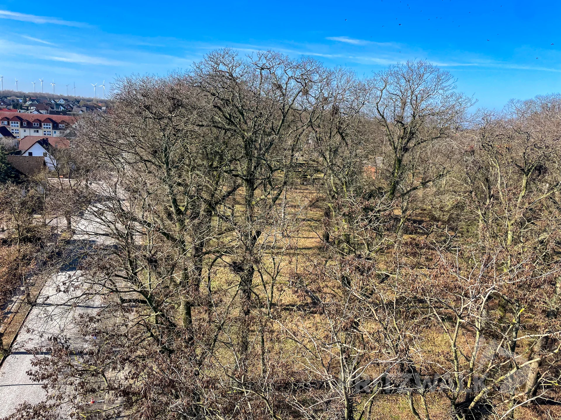 Die Krähenkolonie am Friedhof hat inzwischen gut 1000 Nester.Foto: Stadt Pritzwalk