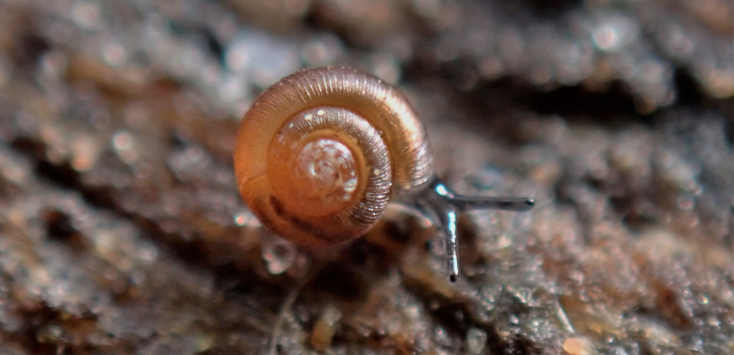 Punktschnecke_Foto_Dr._Joerg_Mueller_Heinz_Sielmann_Stiftung